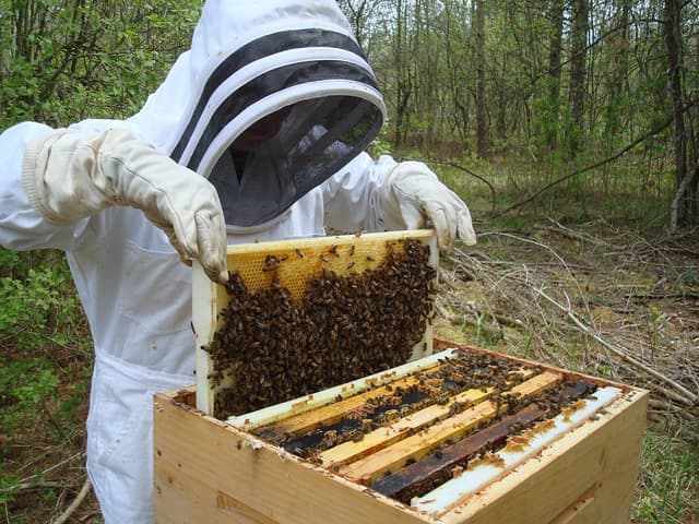 L'Abeille Chercheuse - Lac du Der