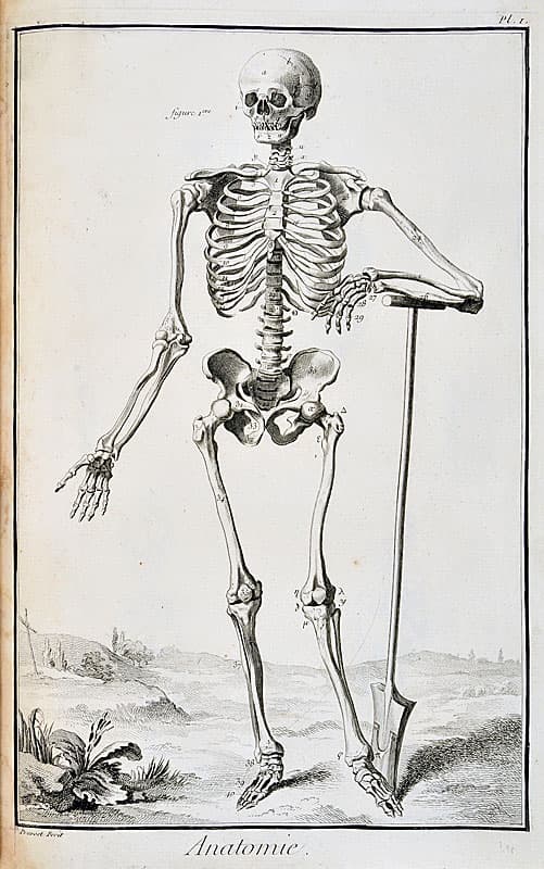 Anatomie
