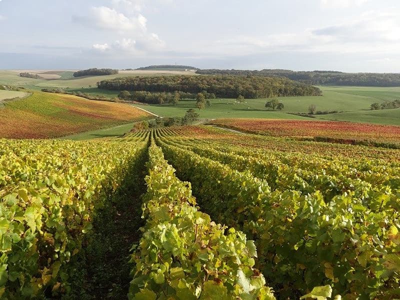 Peligri Vignes