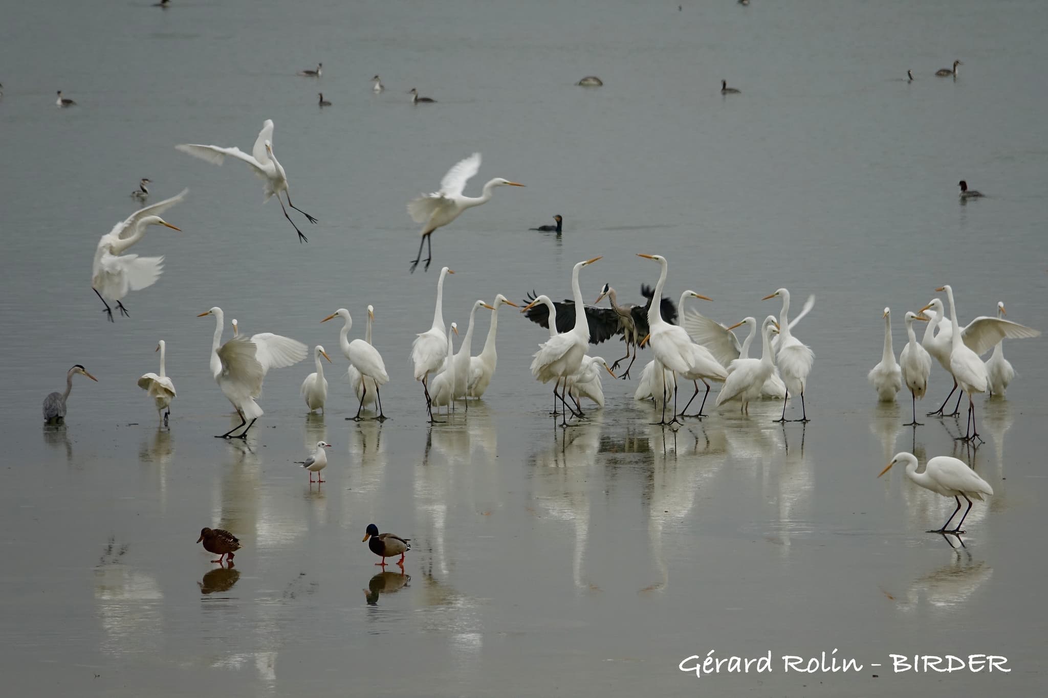 Grandes aigrettes -Birder - LAC DU DER