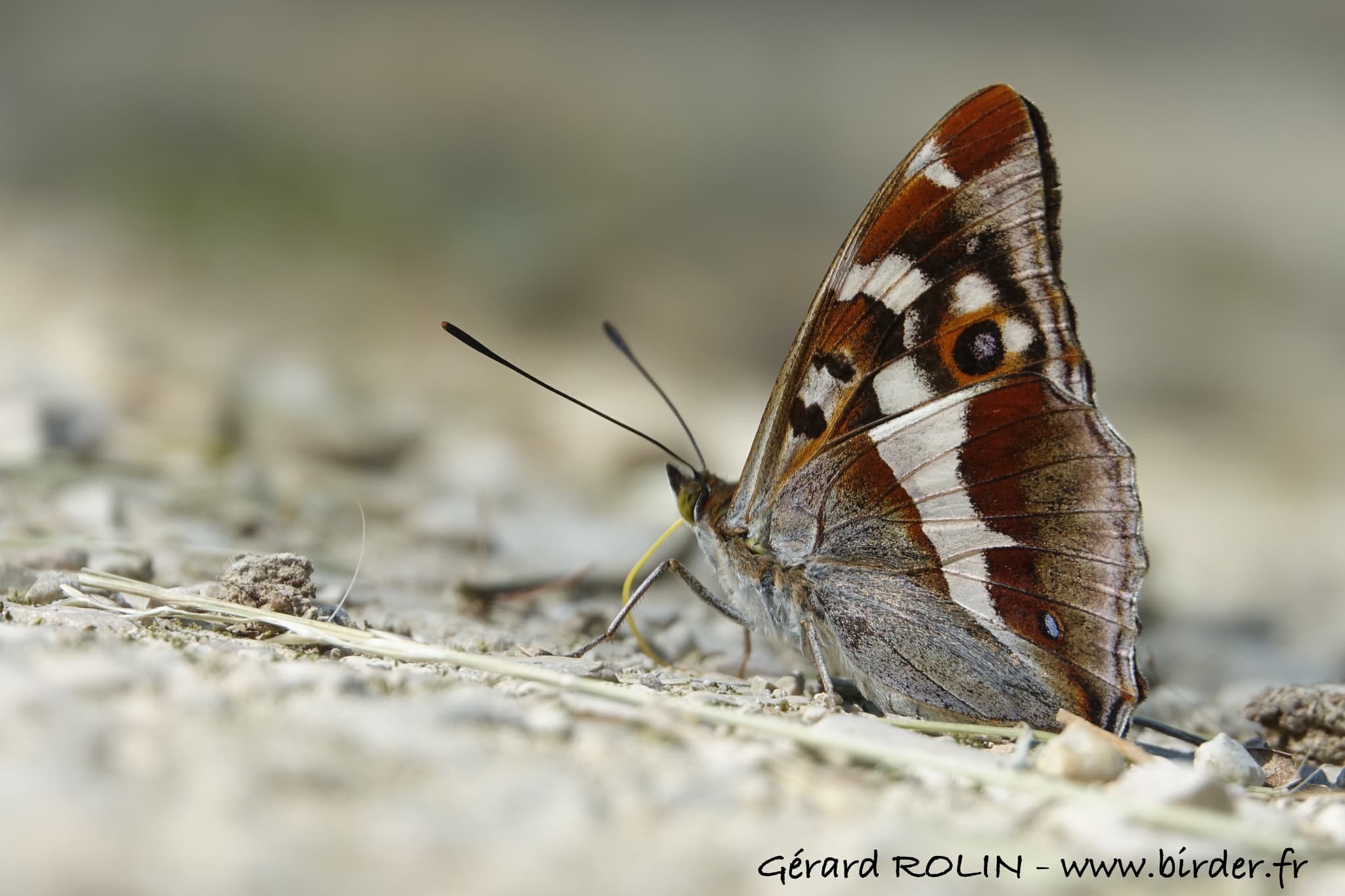 Grand Mars changeant