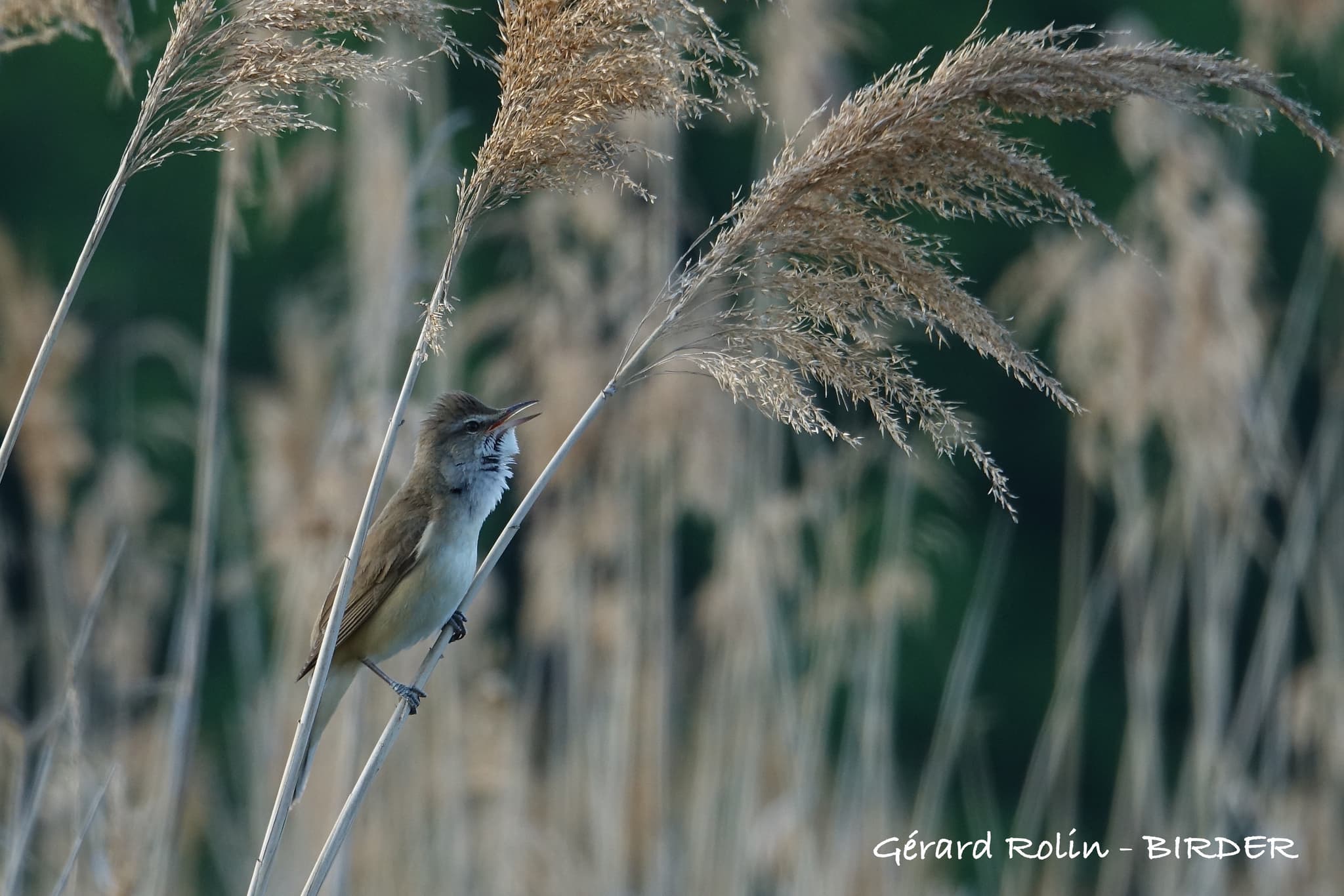 Rousserole turdoïde - Birder - LAC DU DER