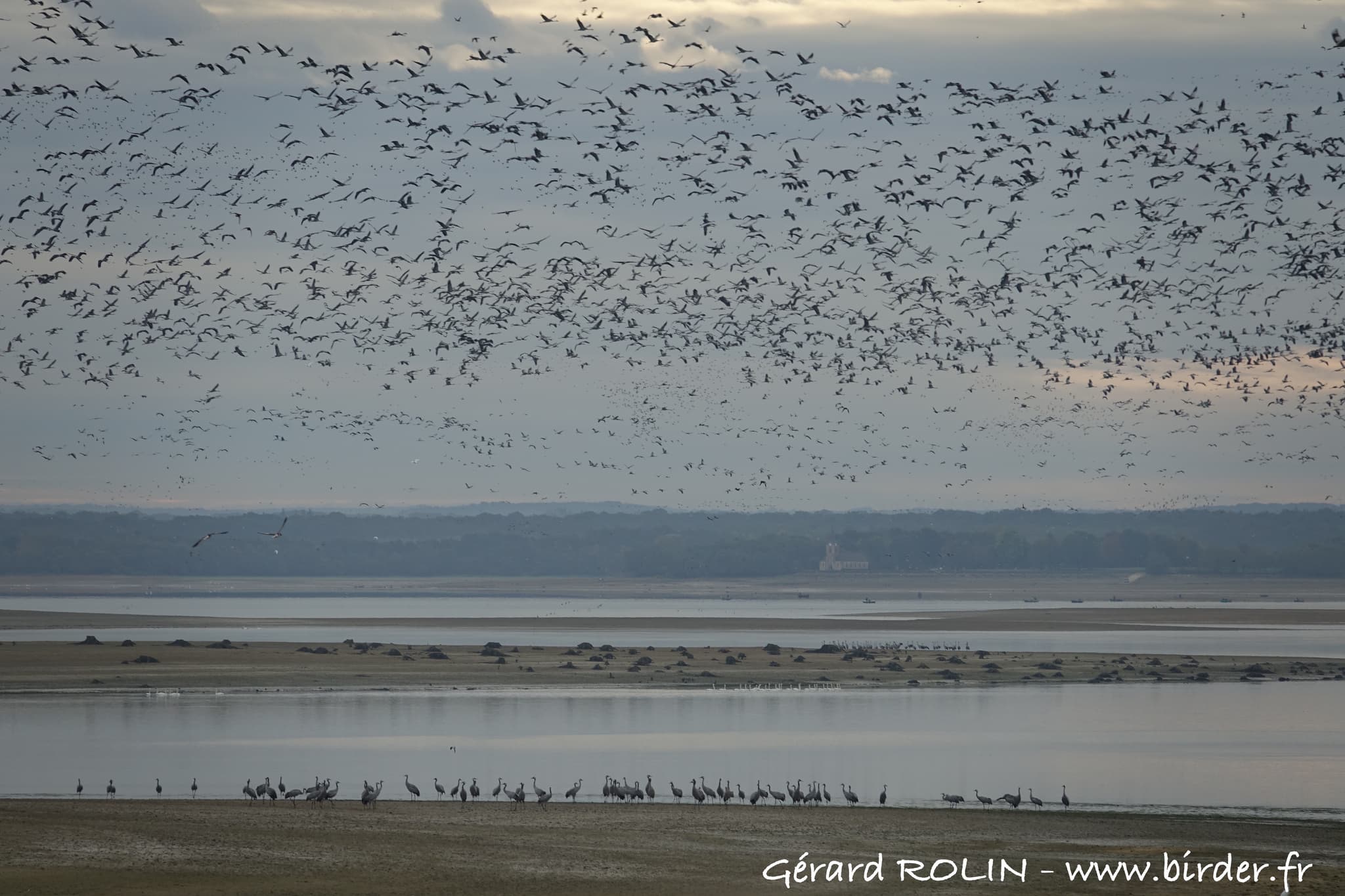 Lever des Grues cendrées au lac du Der