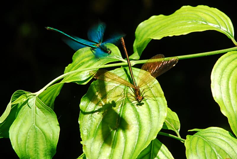 Demoiselles