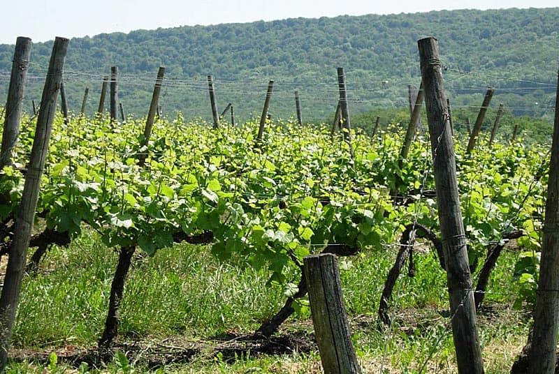 Domaine Florence Pelletier à Coiffy