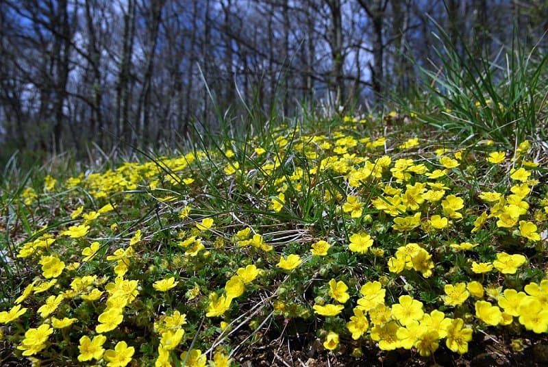 Flore de Haute-Marne