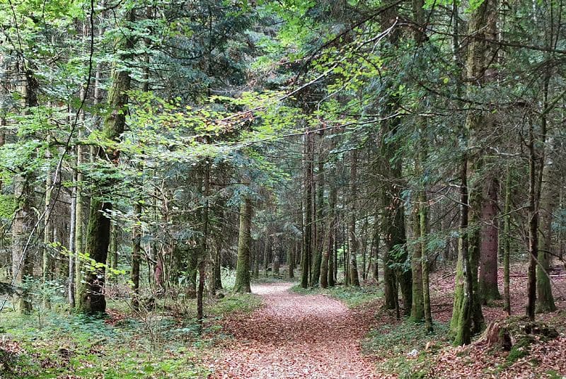 Forêt de Haute-Marne