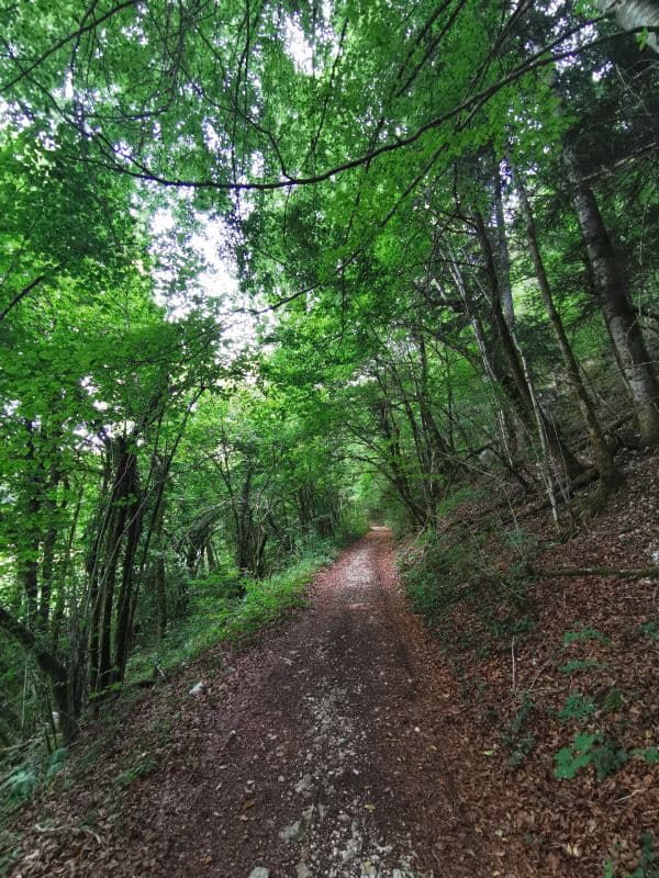 Forêt de Haute-Marne