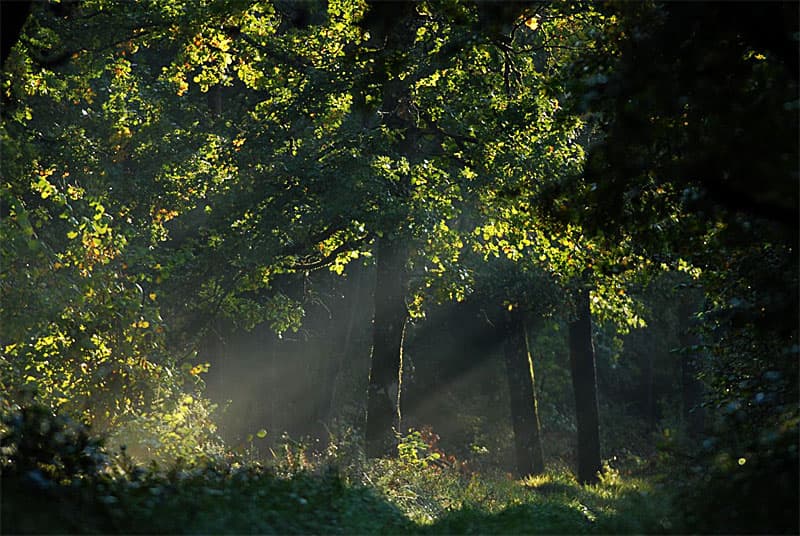 Forêt de Haute-Marne