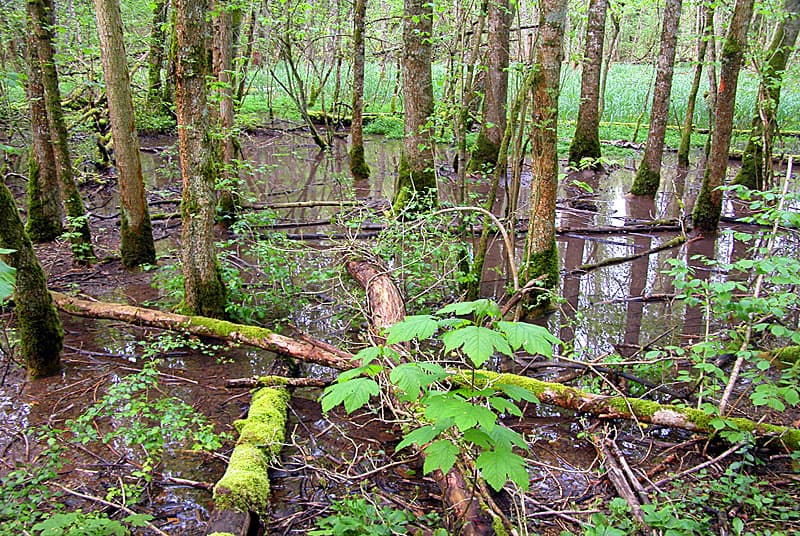 Marais