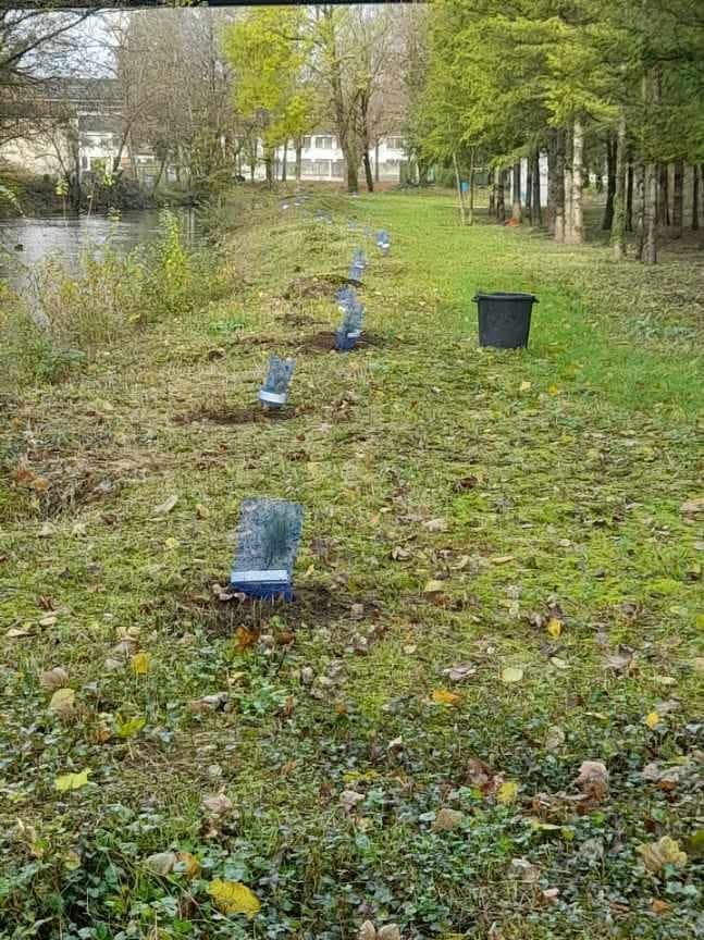 LA GAULE MARNAVALAISE - Plantation arbustes