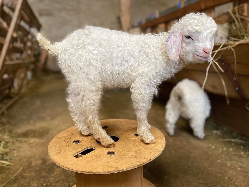 Chevreau angora