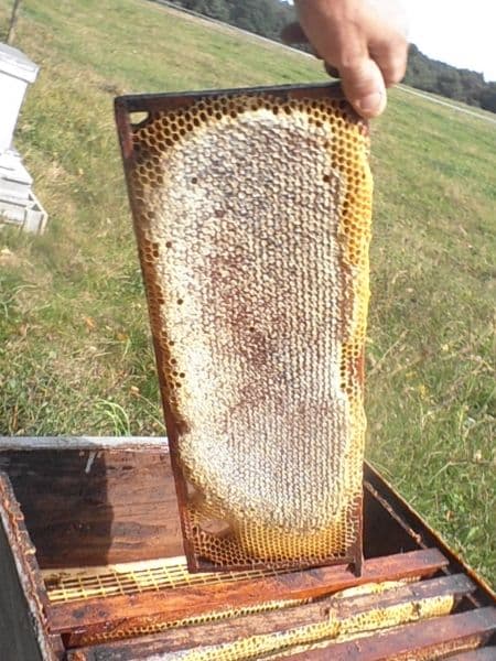 L'abeille Chercheuse miel - Lac du Der