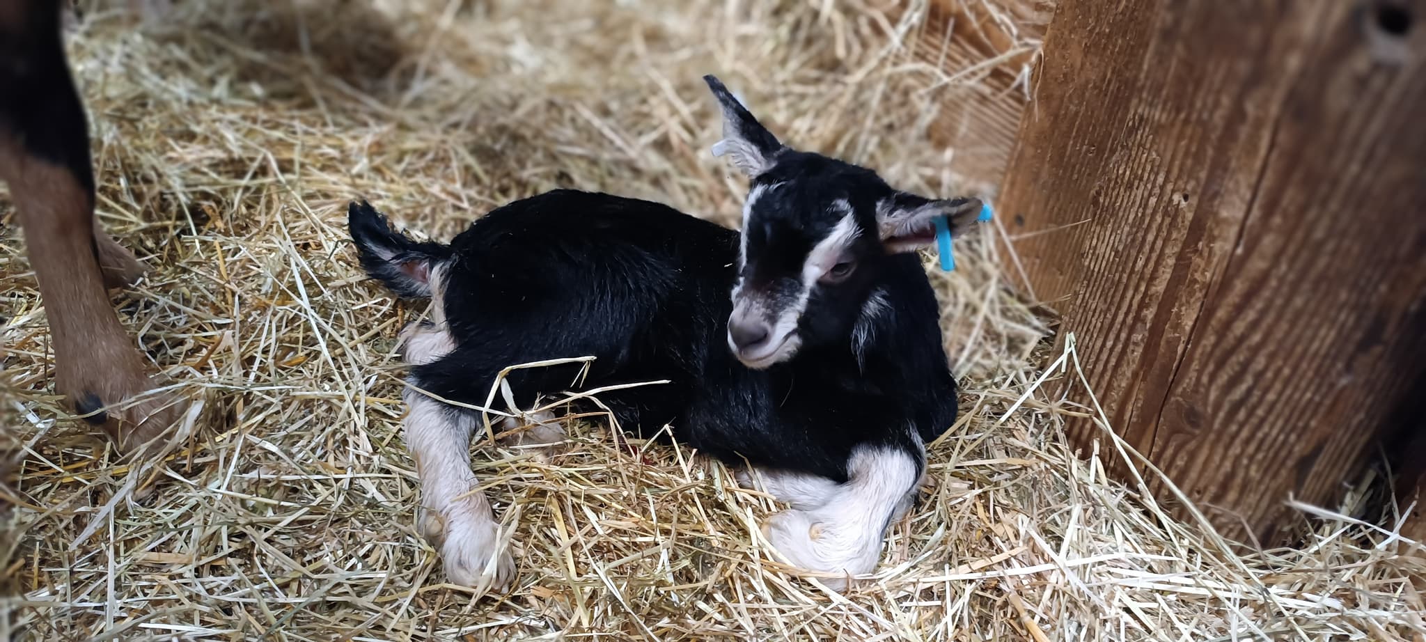 Chevreau