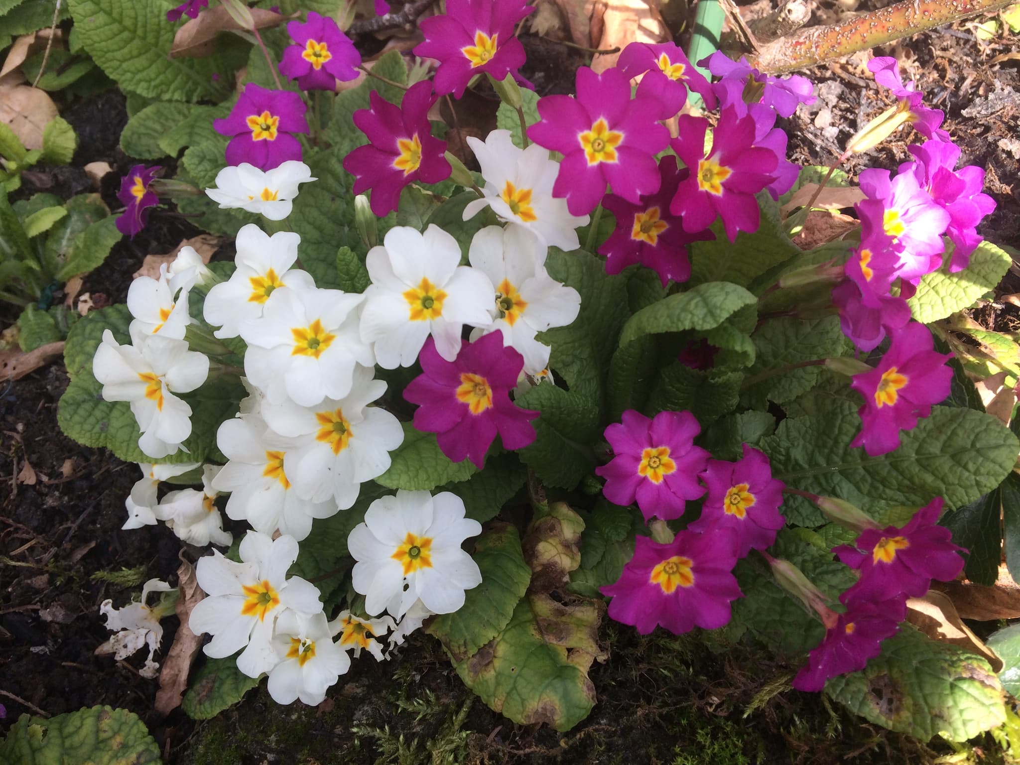 Fleurs Picardie verte