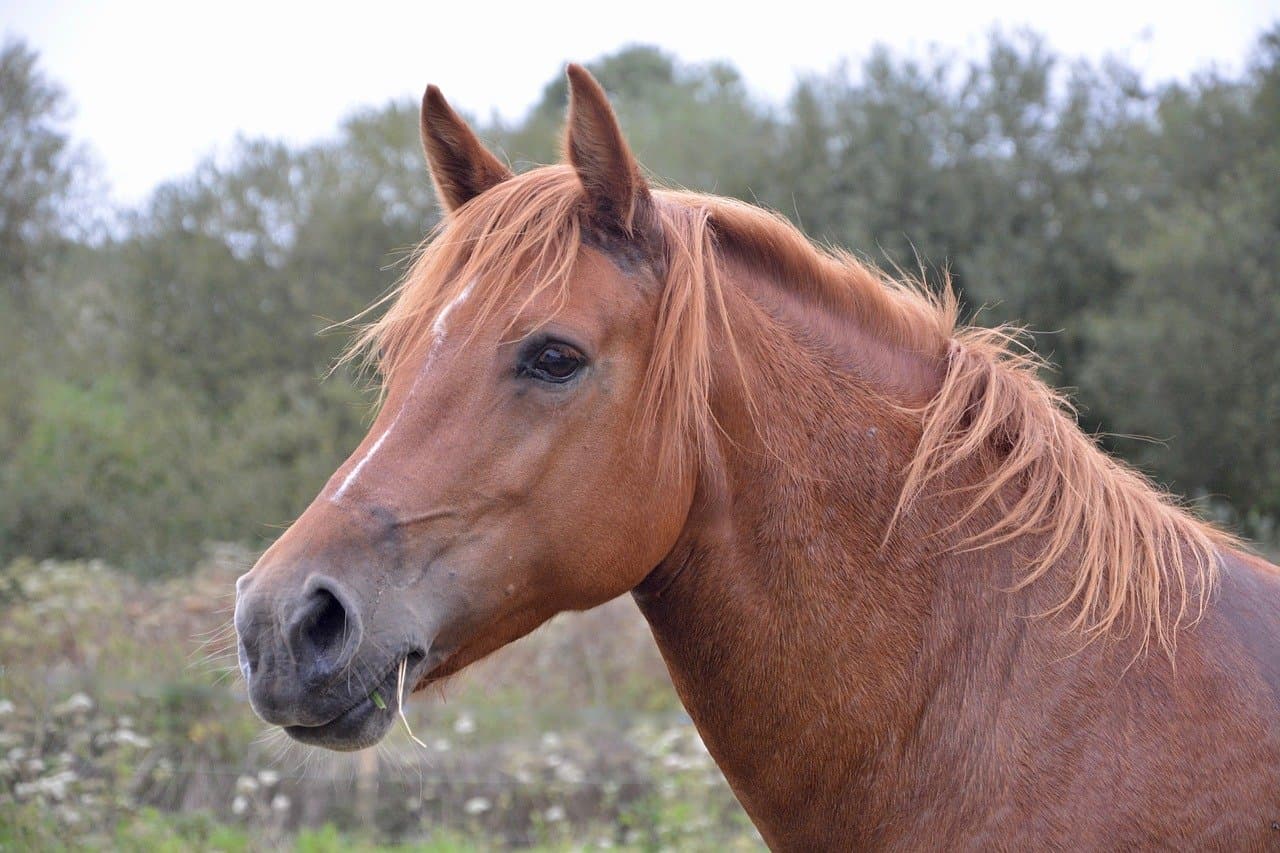 horse-mare-2737149-1280