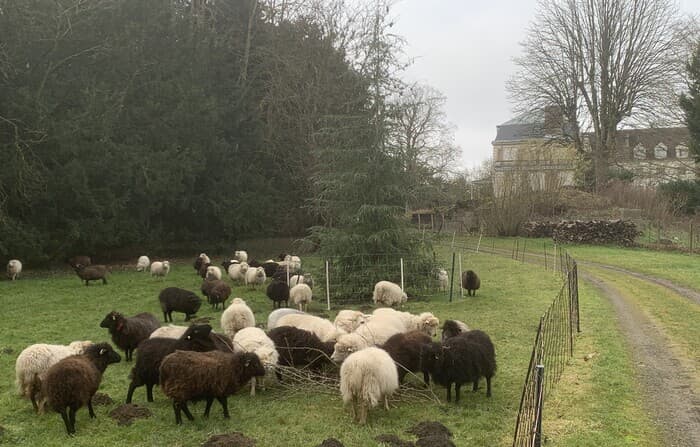 Démonstration de chiens de berger