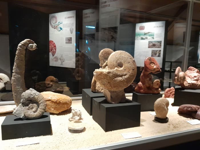 Visite guidée : animations autour des fossiles