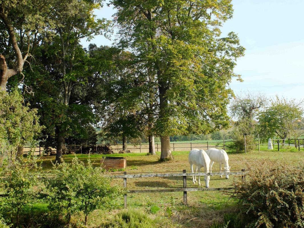 Le Cavalier