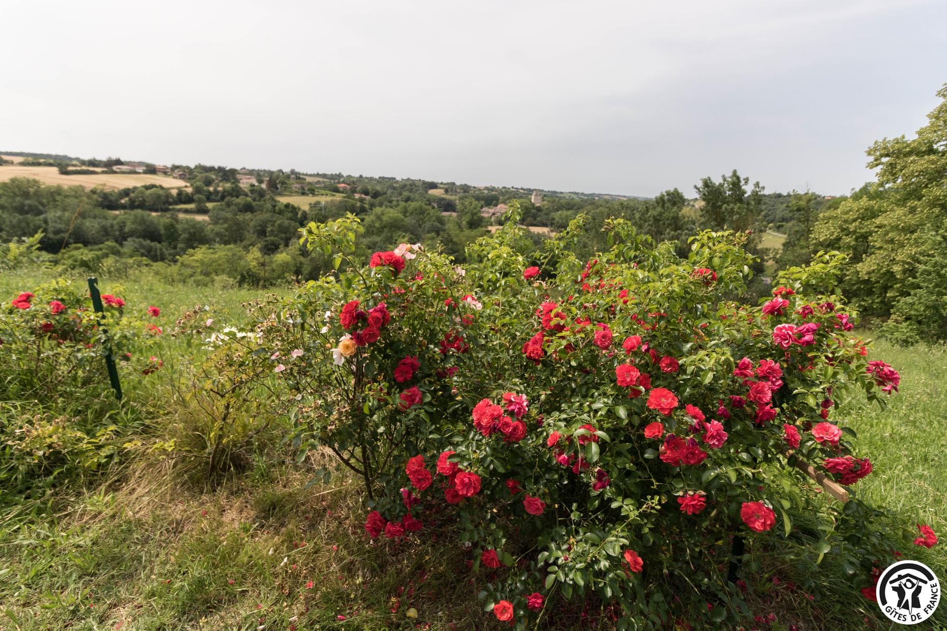Les Roses d'Autan