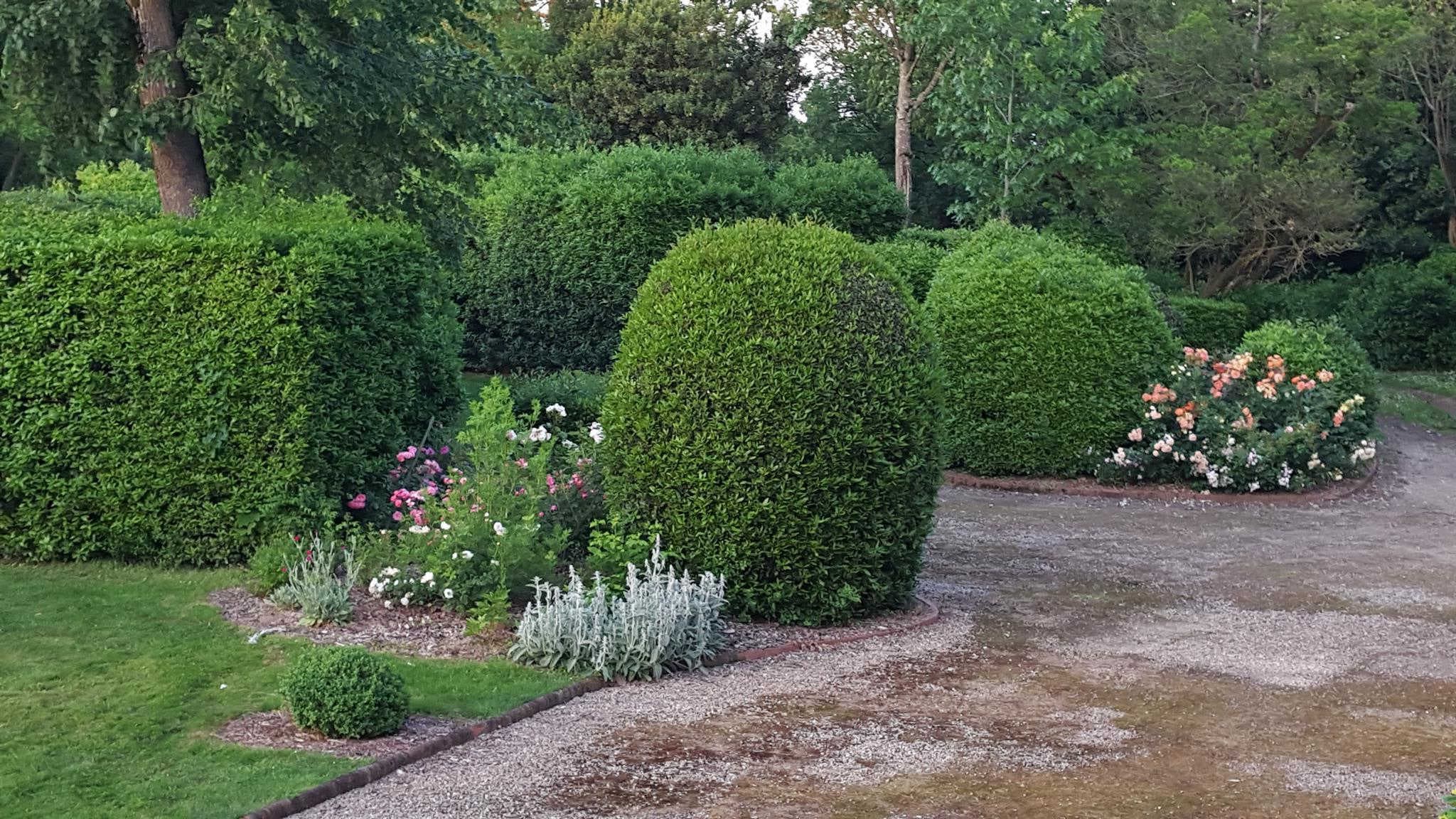 Les Hortensias