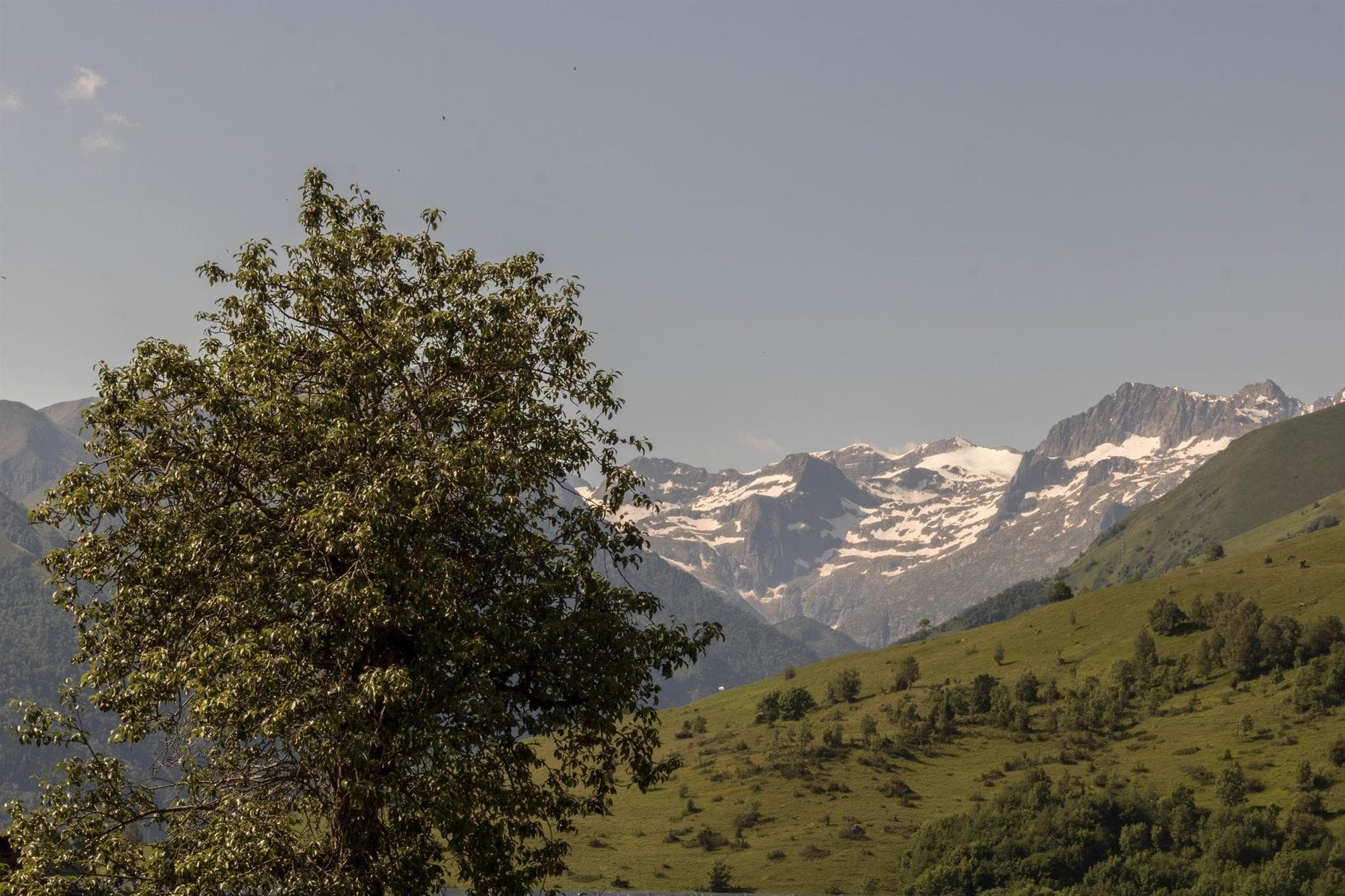 L'Edelweiss