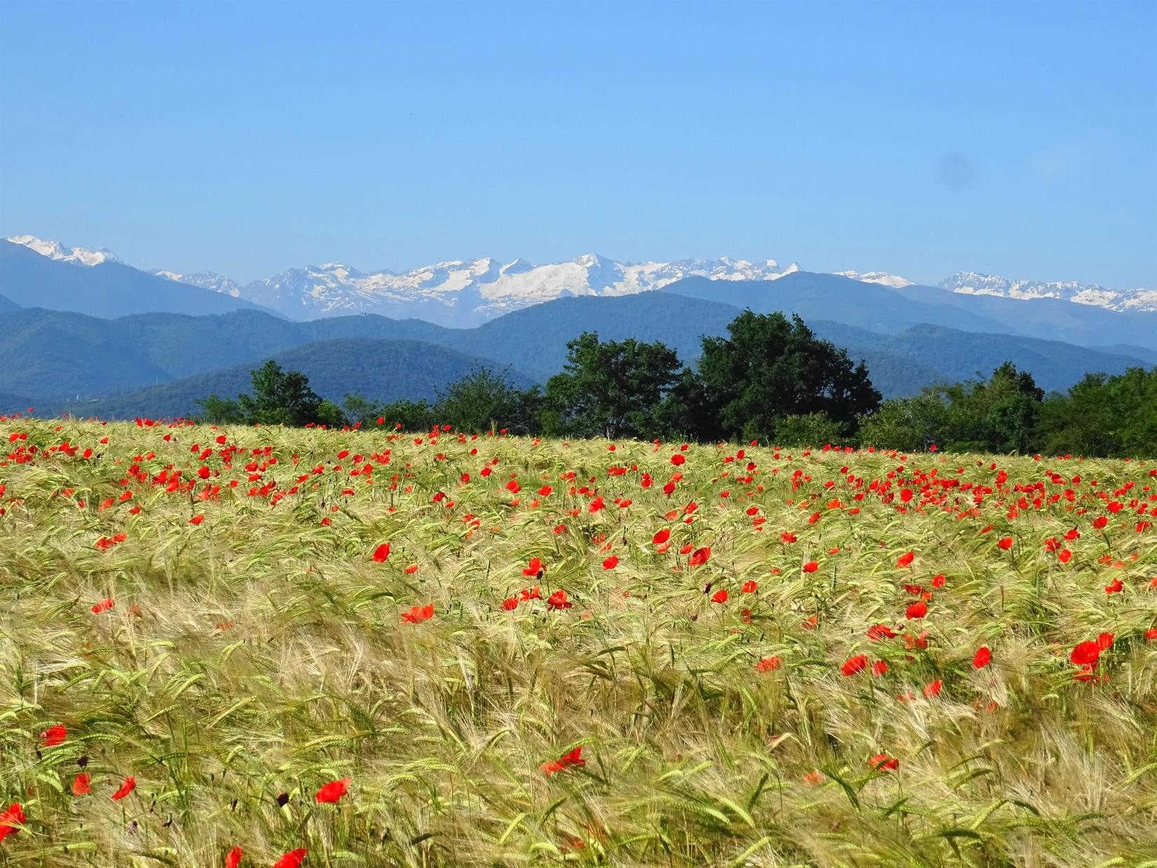 Au-Delà des Cimes