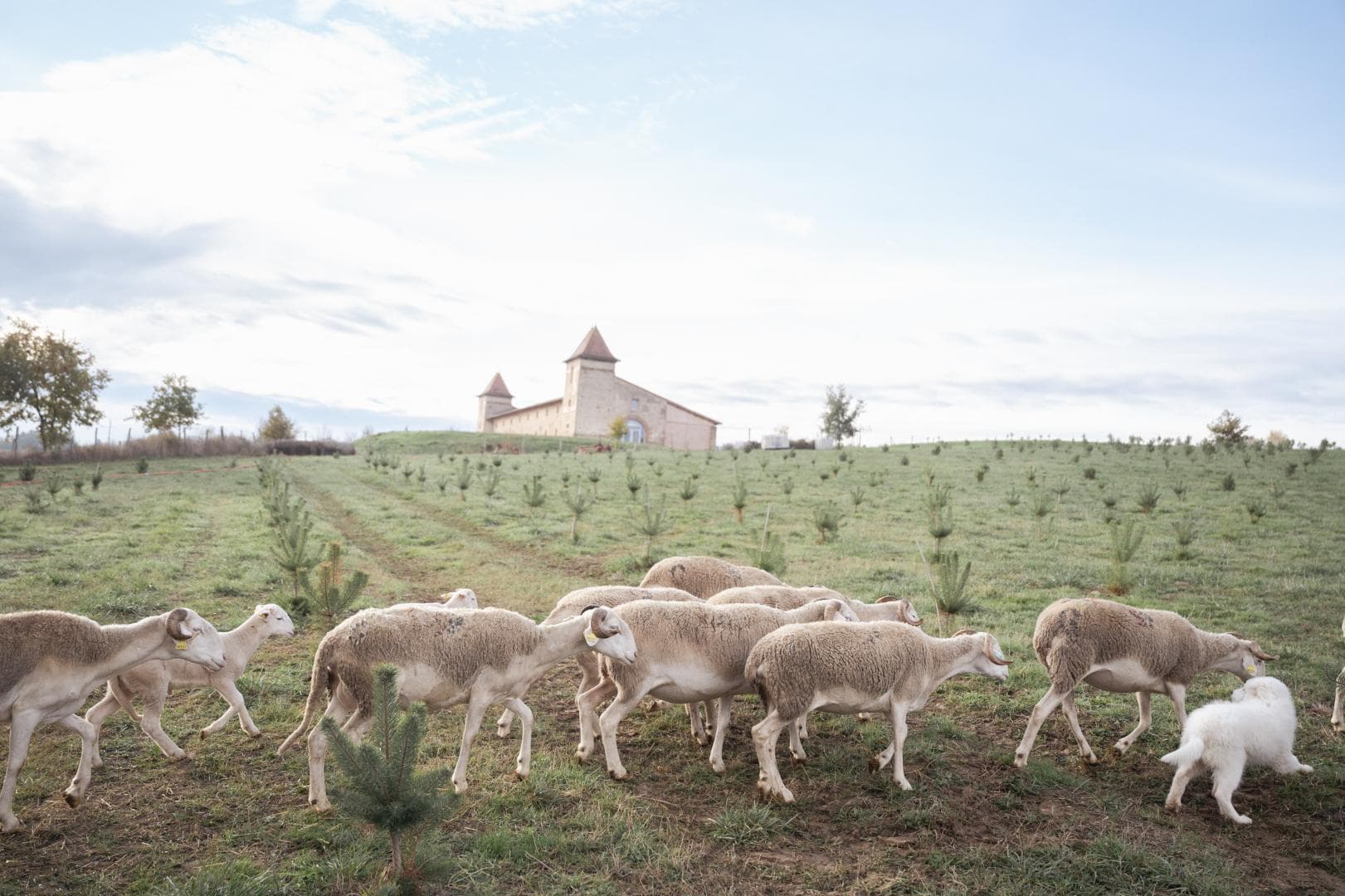 Escons Domaine de Charme