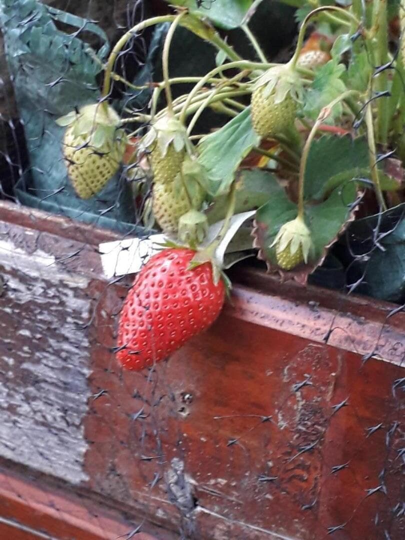Comà a l'ostal