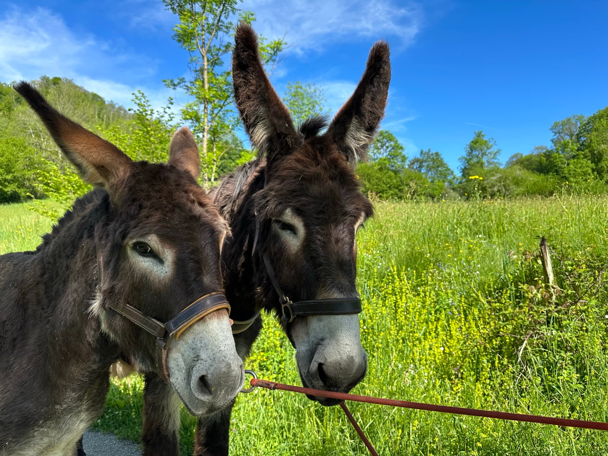 la ferme d oulan bat - Arbas