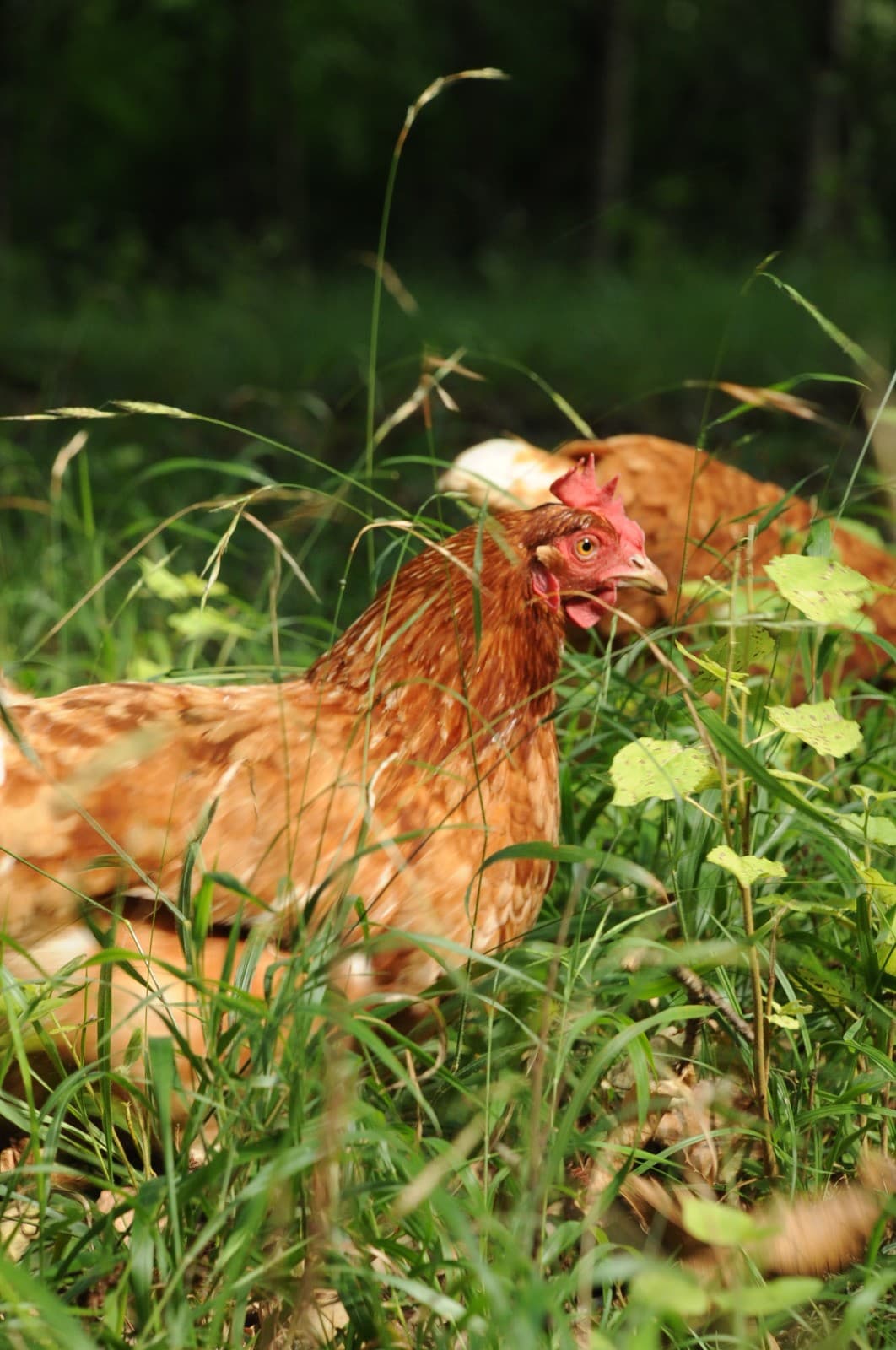Chez les Soays poule Landorthe