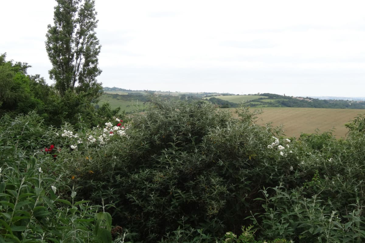 HLOMIP031CM00764_22