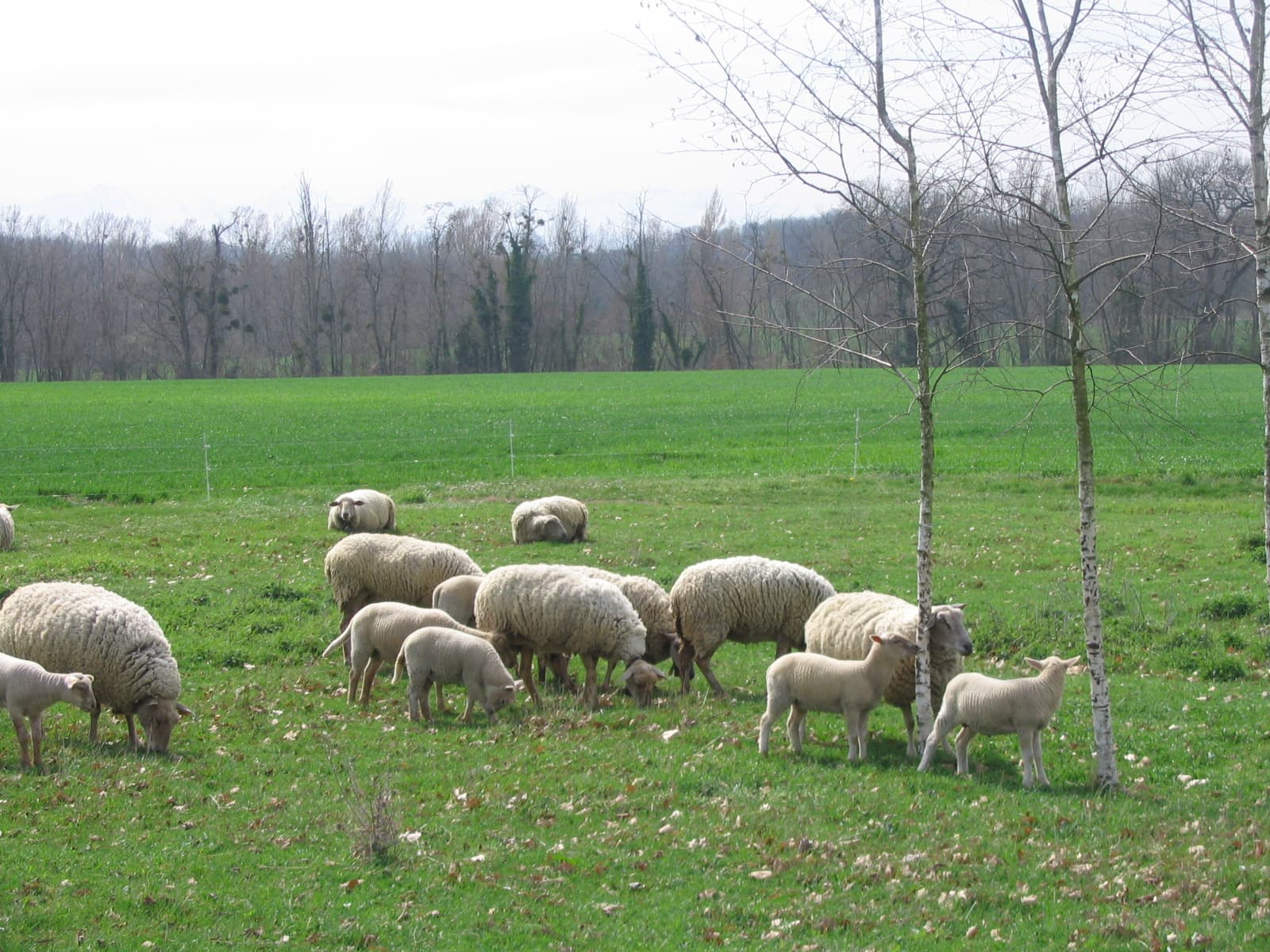 Ferme Montplaisir Montesquieu-Volvestre