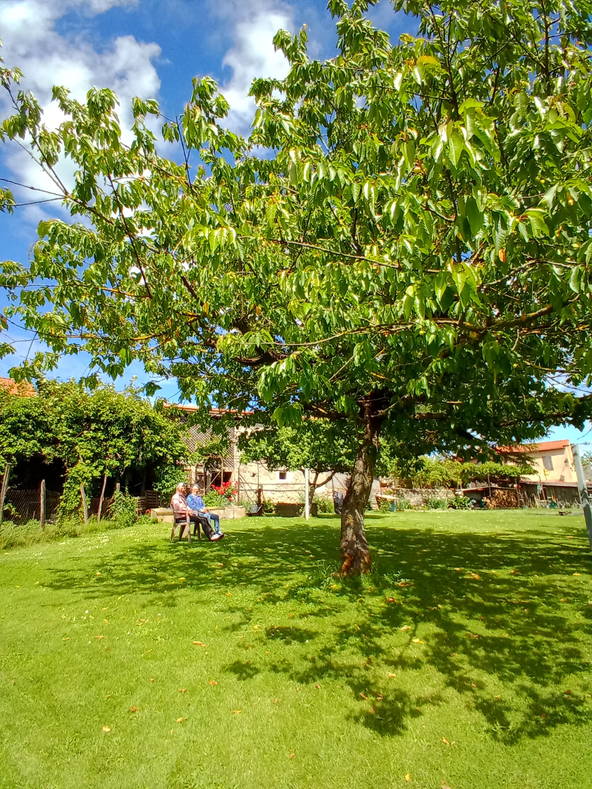 X-JARDIN-CERISIER-1