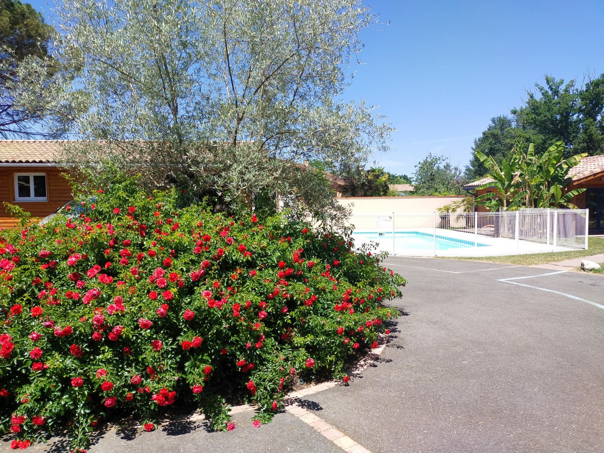 les palombes 2 FRONTON
