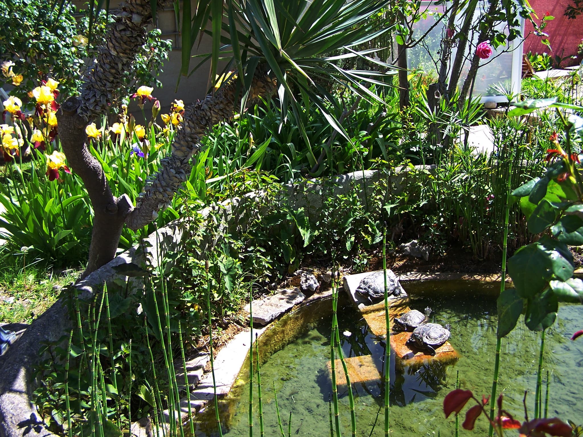 Bassin aux tortues et source