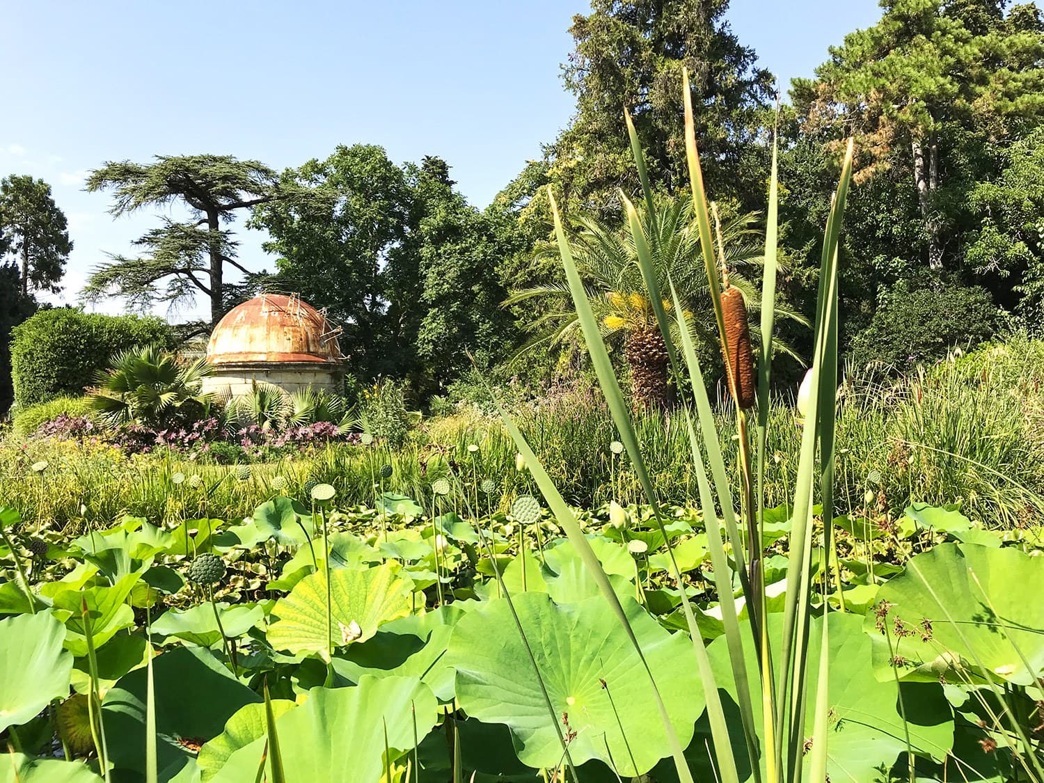 Mare aux lotus jardin des plantes Montpellier