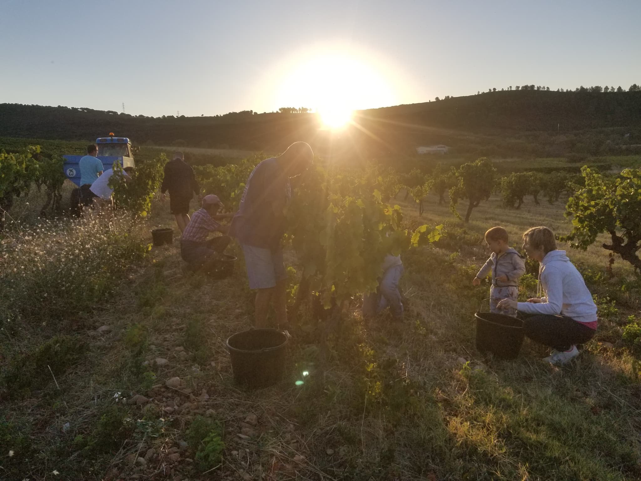 Vendanges