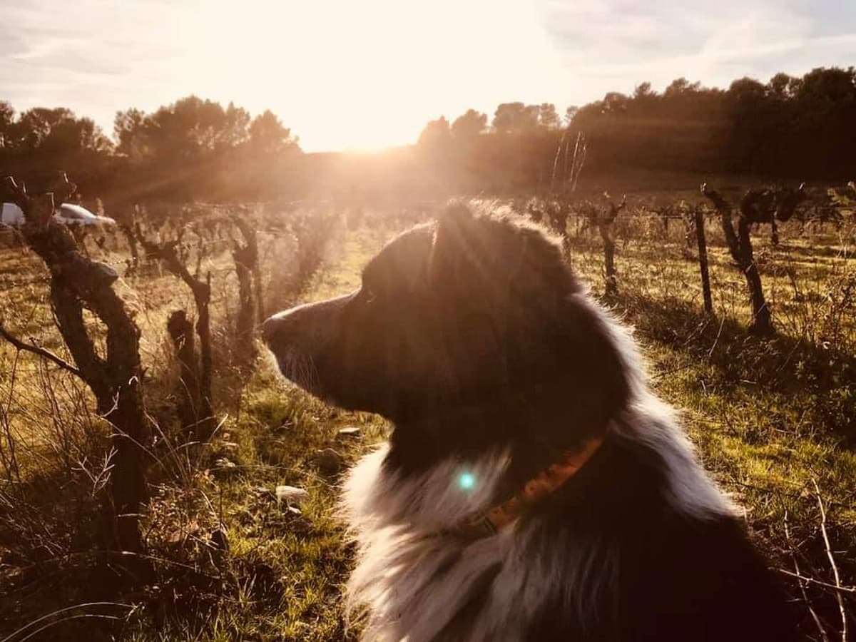 DOMAINE LA BOSQUE - CESSENON - OCCITANIE
