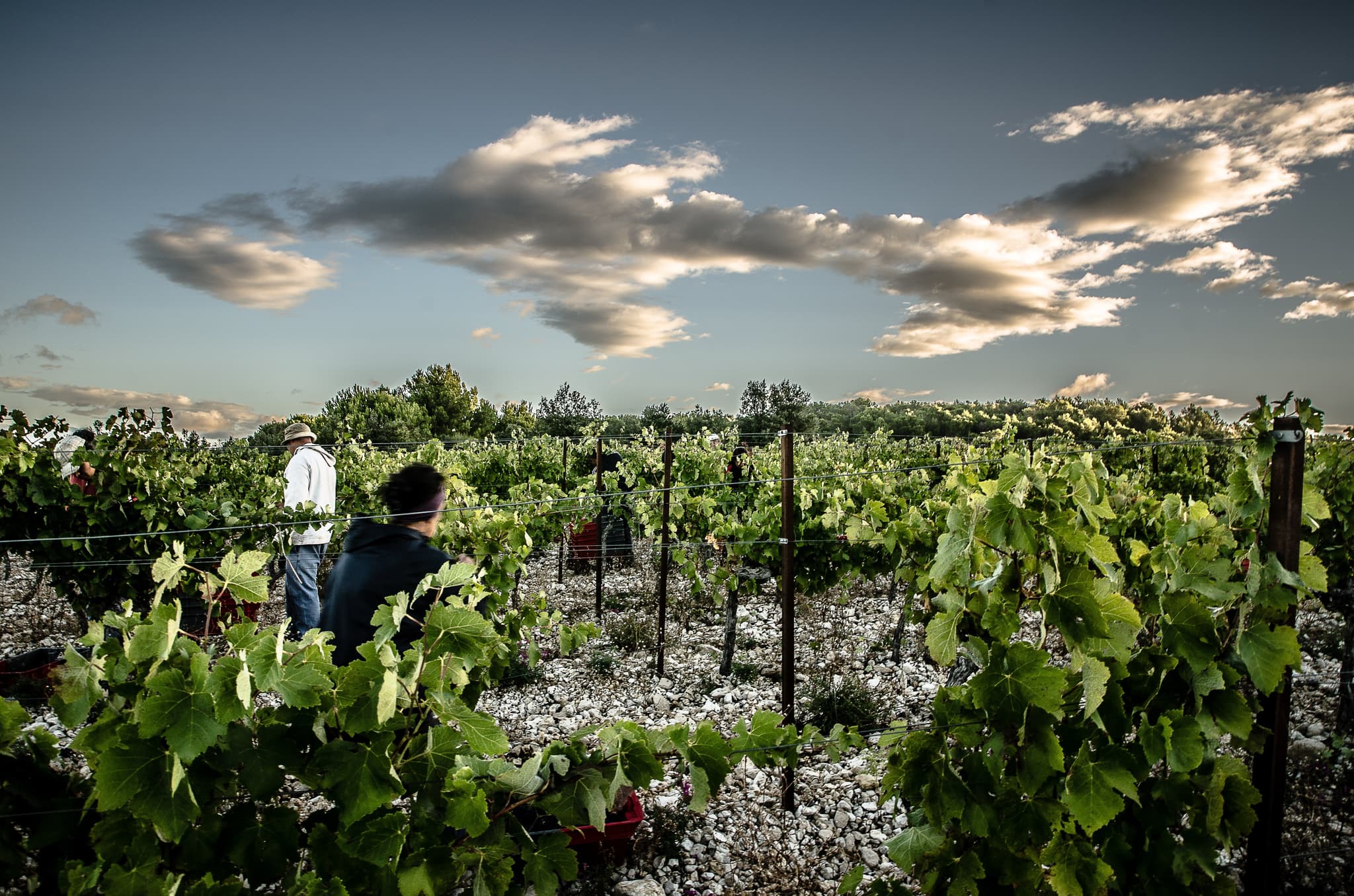 Les vignes