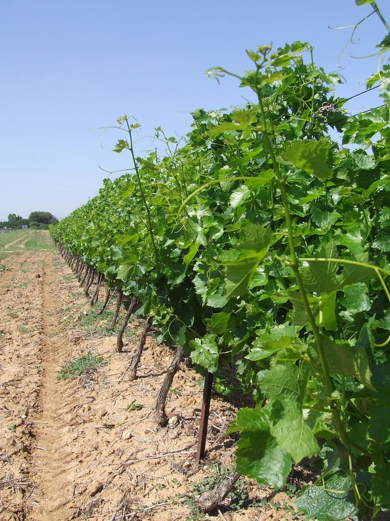Domaine du Chapitre - 7