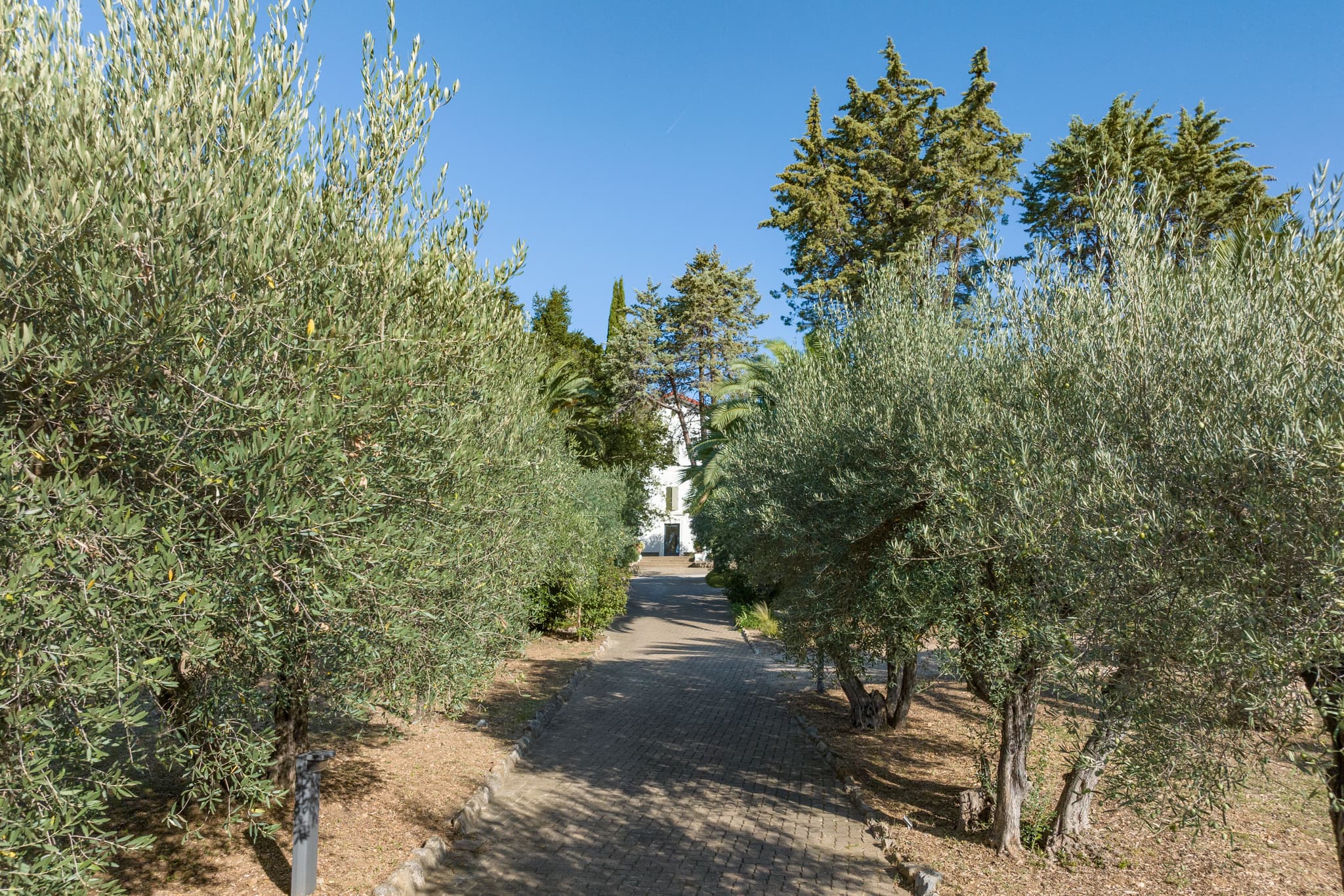 Allée d'oliviers Mas Aubrilha