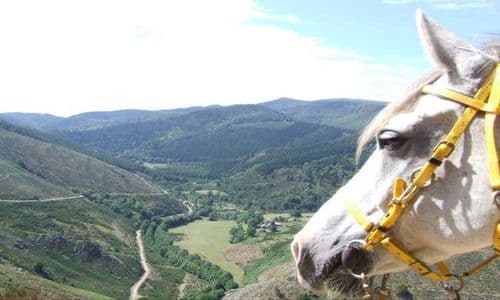 Elevage Seranne Larzac_cheval et panorama