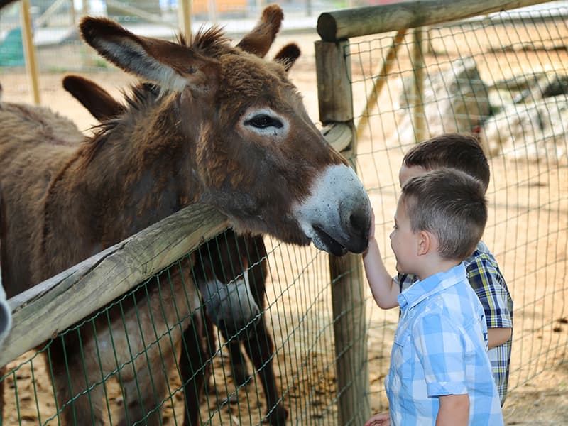 rencontre avec les animaux de la ferme