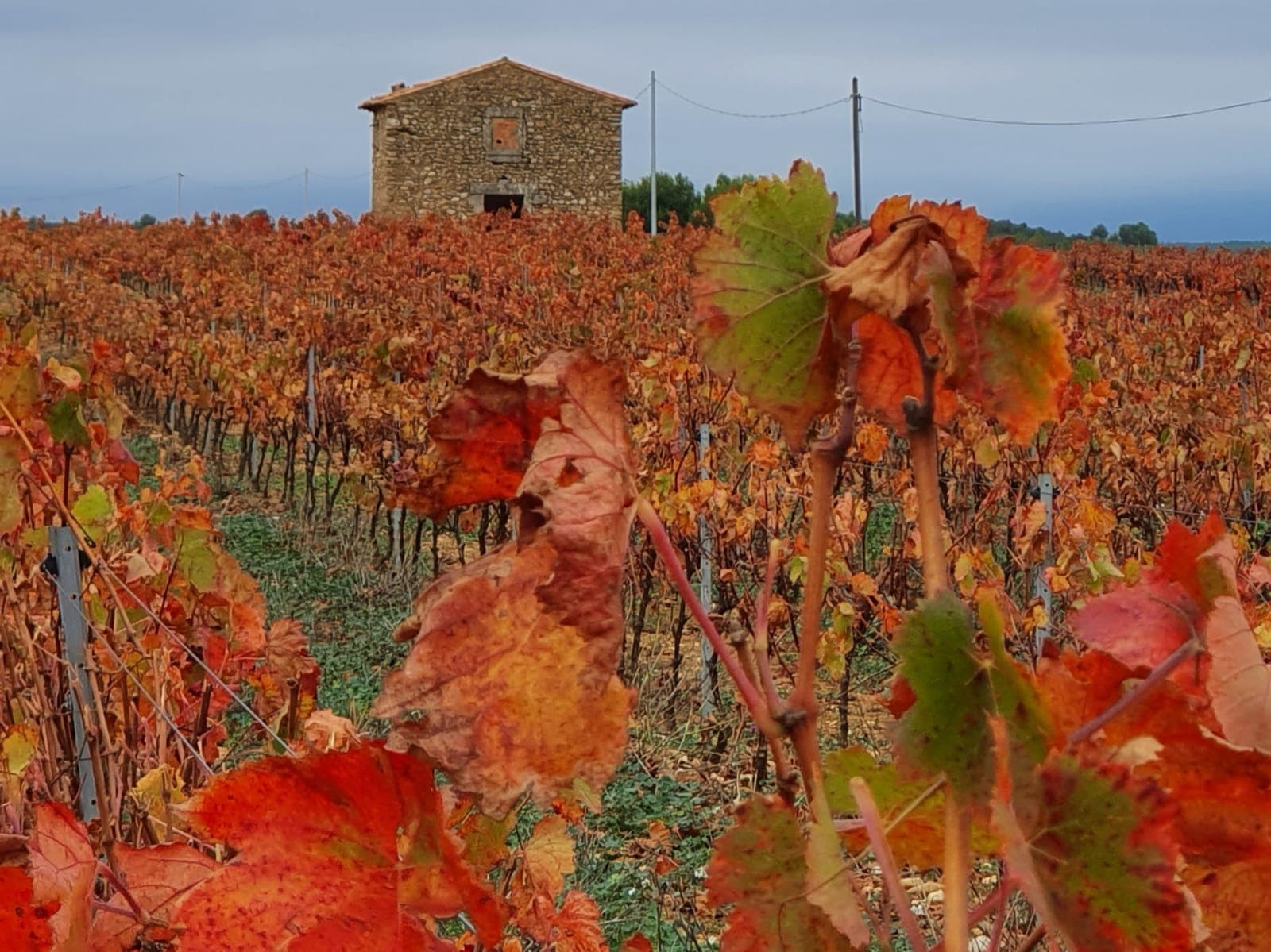 Vignobles