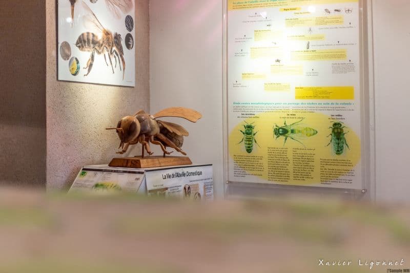 Maison_de_l_abeille2_X-LIGONNET
