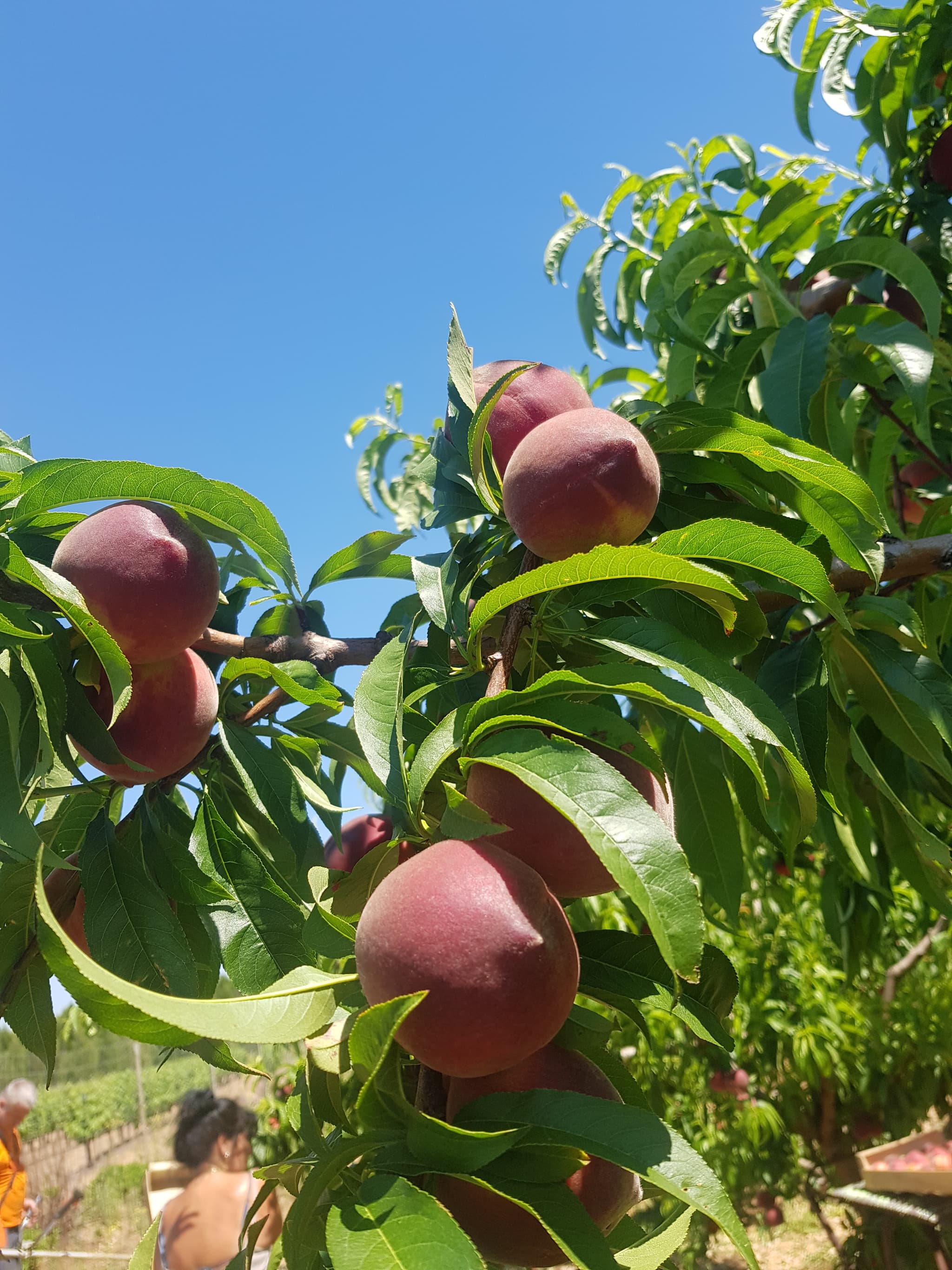 Pêches Sylvestre