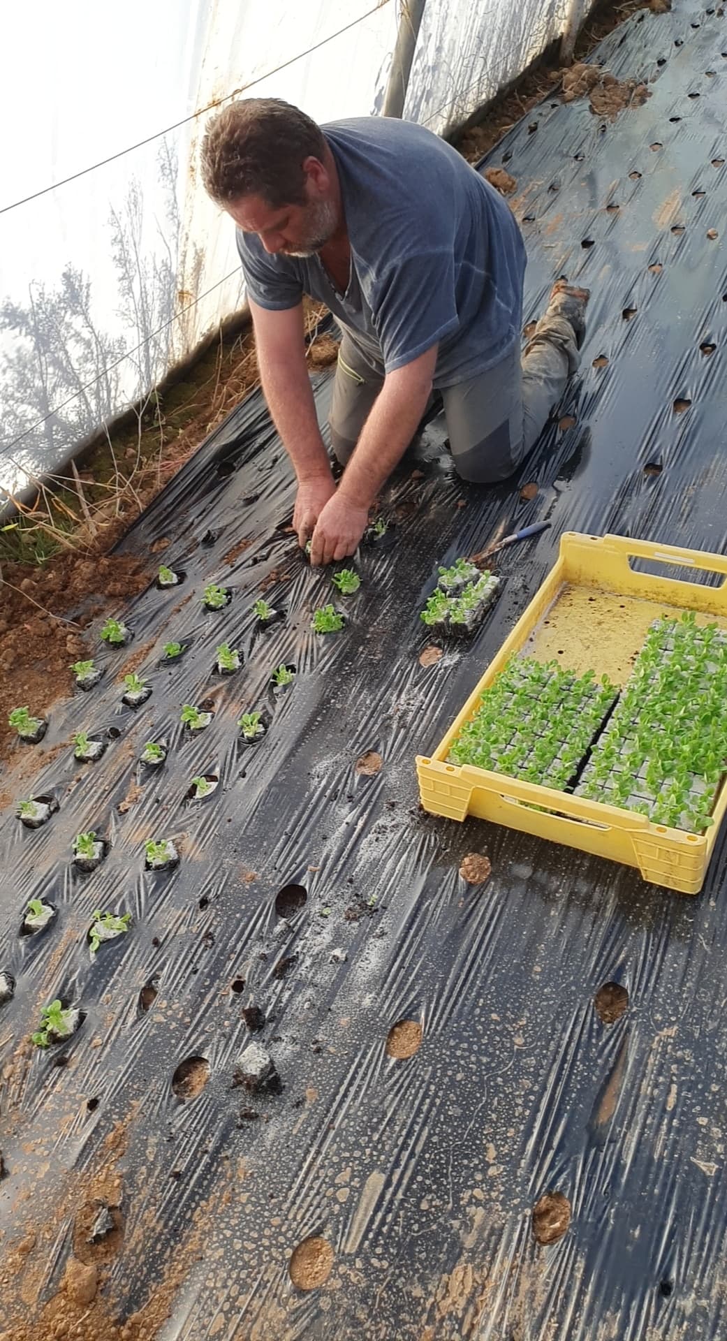 Plantation Sylvestre