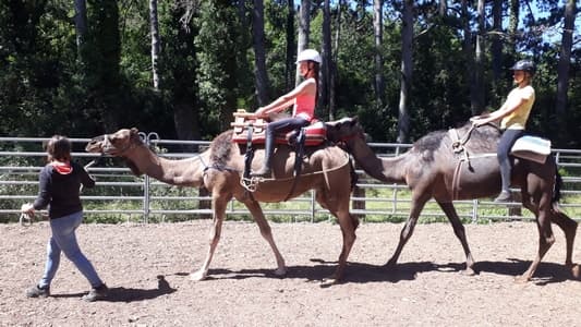 camelarzac 3