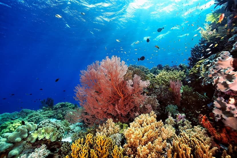 A picture of the coral reef